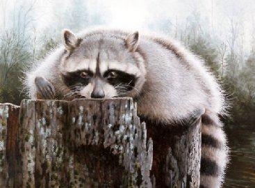 "Quiet Time" oil painting of a racoon resting on a stump