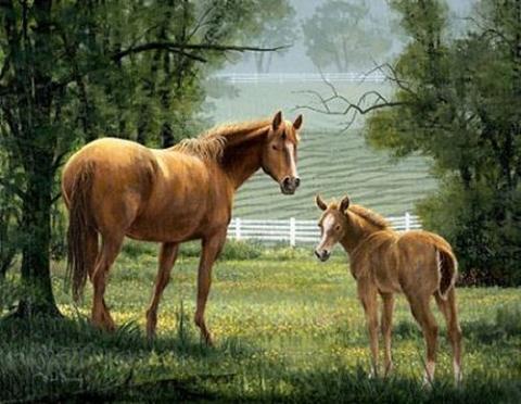 "Country Look" original oil painting of mare and colt in a beautiful country setting