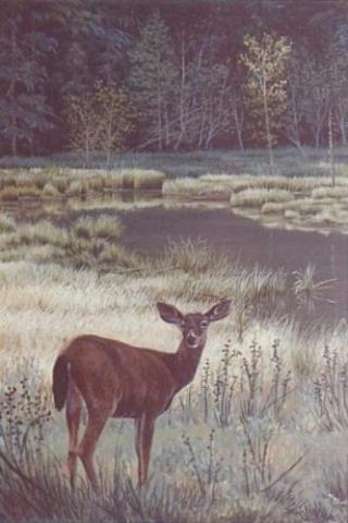 "Morning Meadow" original oil painting of a deer in a meadow