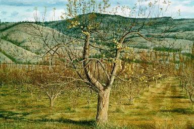 "Orchard" oil painting of an apple tree orchard