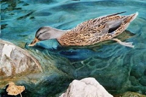 "Soup and Quacker" original oil painting of a duck