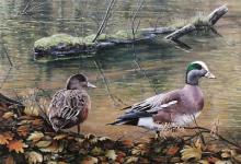 "American Widgeons" painting of ducks next to a body of water with fall leaves