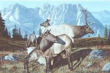 "Huckleberry Morning" painting of a herd of elk in the Rocky Mountains