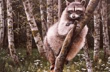 "Hanging Out" painting of a racoon resting in a tree