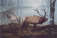 "Willipas Mist" painting of elk in the Willapa National Wildlife Refuge