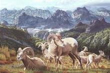 "Bighorns" original painting of bighorn sheep in the Rocky Mountains
