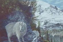 "Rainier Sentinels" painting of mountain goats in the Rocky mountains