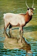 "Spike Reflection" painting of an elk standing in water