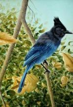 "Stellar Jay" oil painting of a stellar jay sitting on a vertical branch