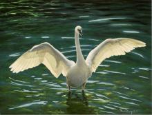 "Trumpeter Swan" oil painting of a swan standing in water with wings outstretched